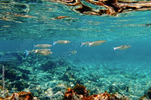 Underwater seascape with swimming fish - mullets. Snorkeling with the marine life, underwater photography. Wildlife in the blue sea. Fish and rocks in the ocean. Wildlife in the clear water.