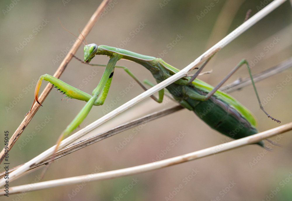 Close up of green praying mantis (Mantis religiosa)