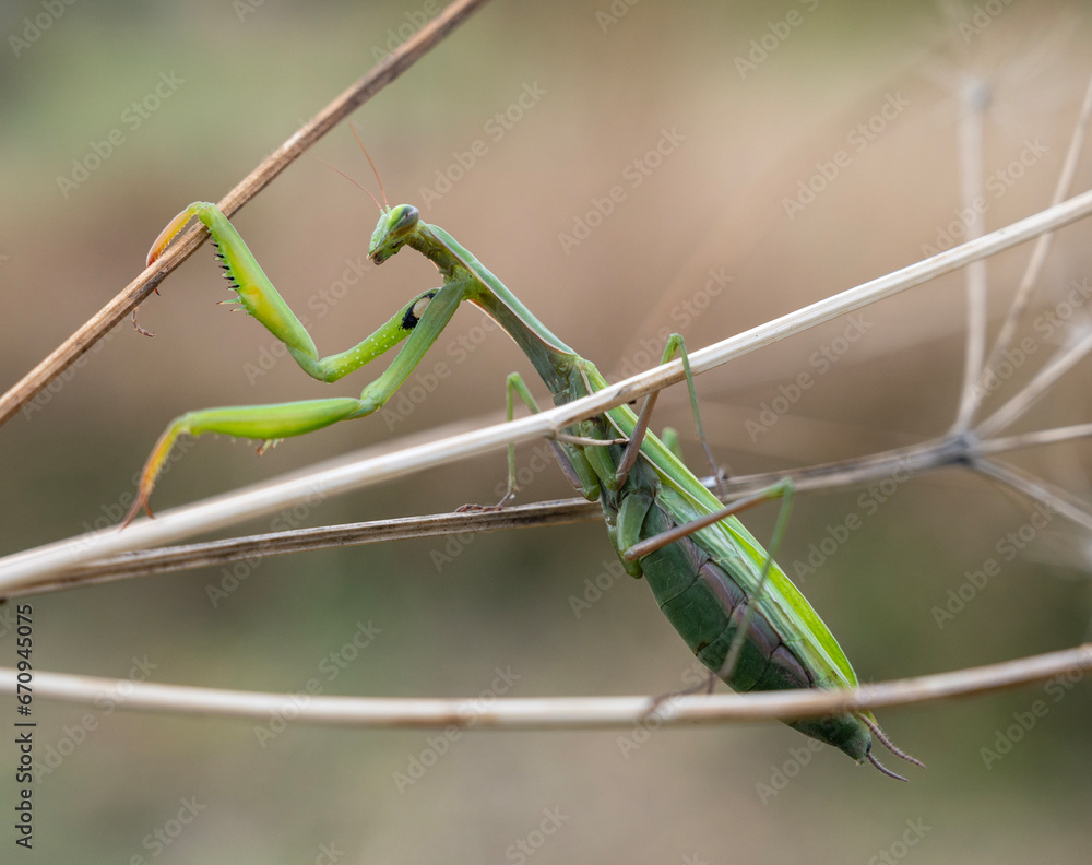 Close up of green praying mantis (Mantis religiosa)