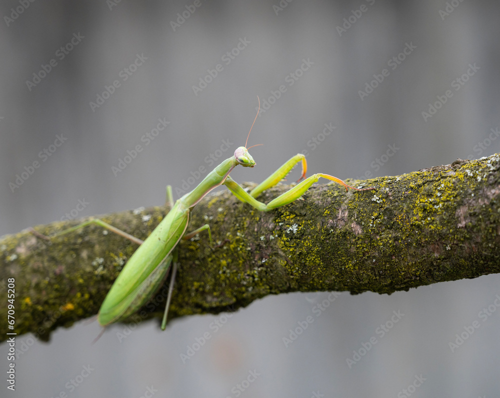 Close up of green praying mantis (Mantis religiosa)