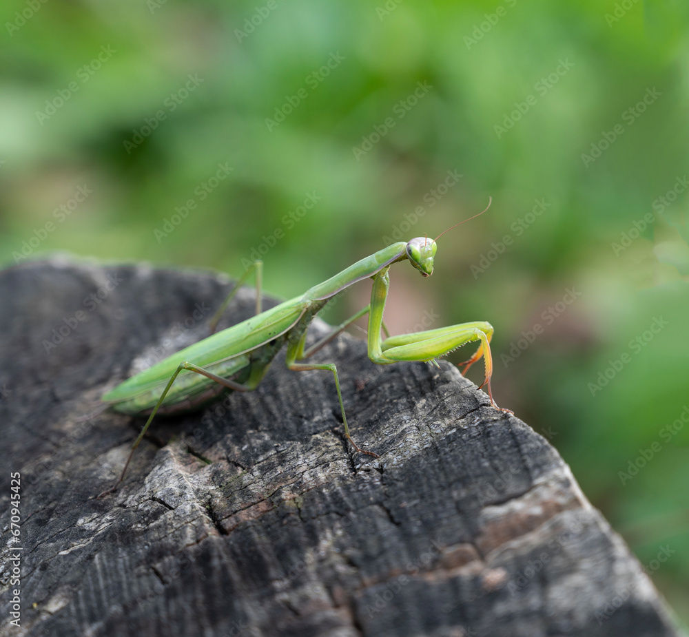 Close up of green praying mantis (Mantis religiosa)