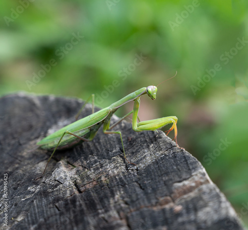 Obraz na płótnie Close up of green praying mantis (Mantis religiosa) w salonie