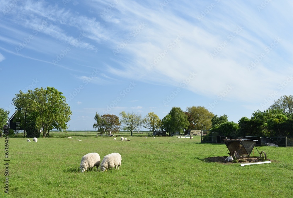 Scenic rural landscape with several grazing sheep in a lush green field surrounded by trees