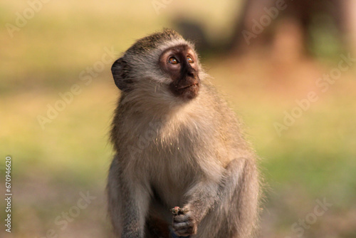 south african monkey © Laia