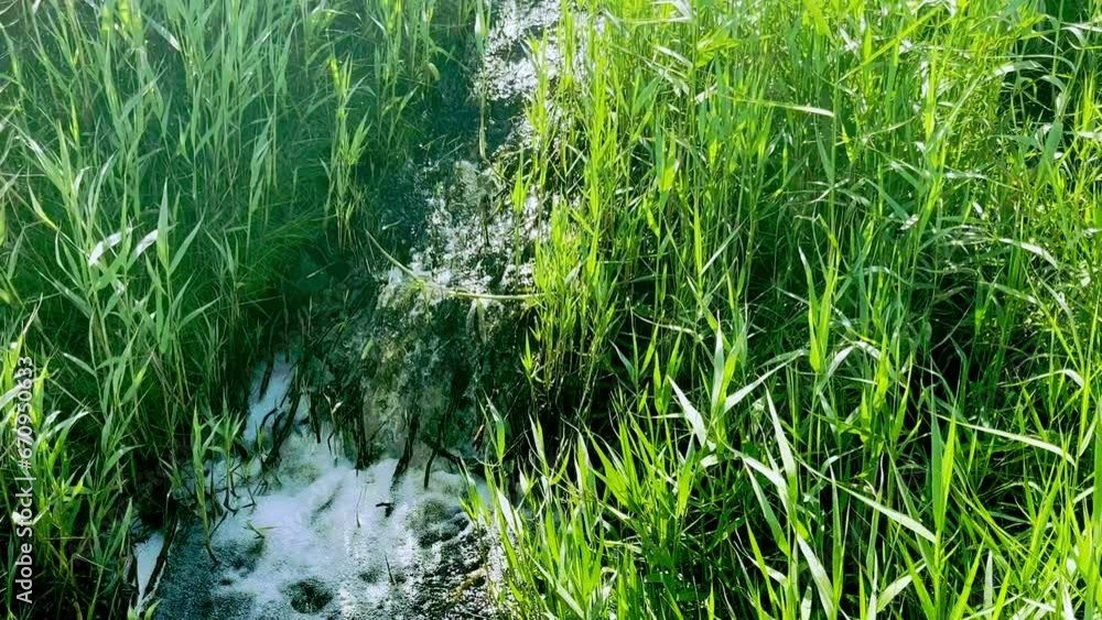 reeds and water rushing in stream reeds and water rushing in stream