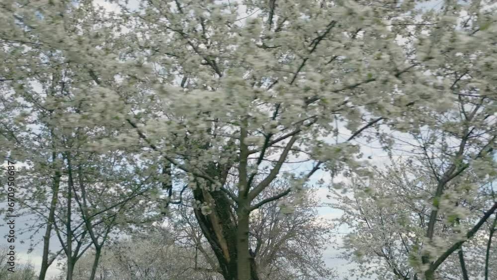 many branches with white cherry flowers many branches with white cherry flowers