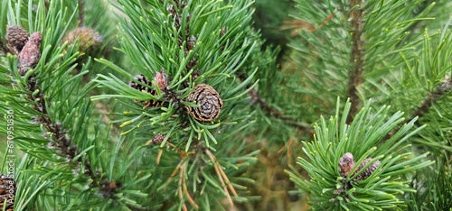 Coniferous trees with cones outdoors, close-up