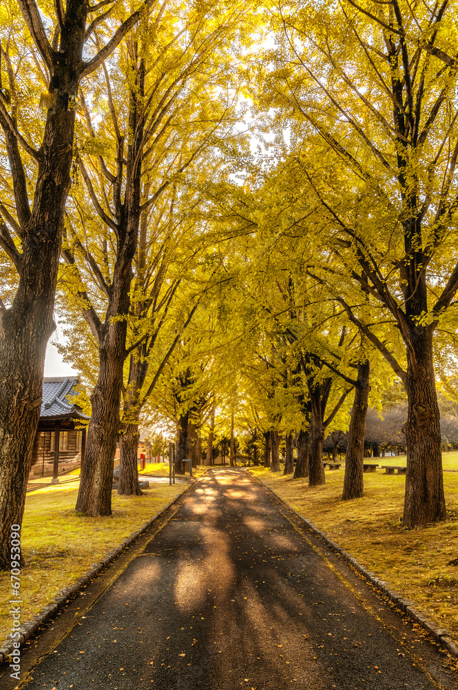 Fototapeta premium 茨城県水戸市 秋の茨城県立歴史館の銀杏並木