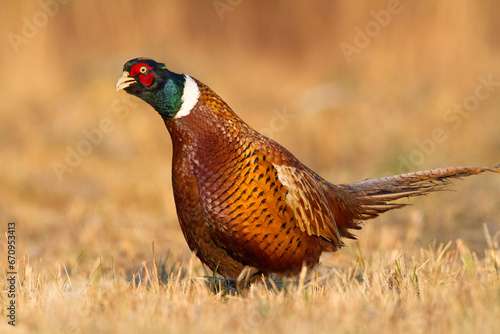 Wallpaper Mural Bird - Common pheasant Phasianus colchius Ring-necked pheasant in natural habitat wildlife Poland Europe Torontodigital.ca