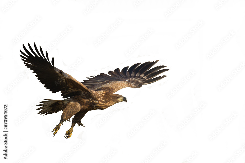 Obraz premium Birds of prey White tailed eagle isolated on white background flying bird