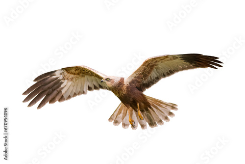 flying Bird of prey Marsh Harrier Circus aeruginosus isolated on white background