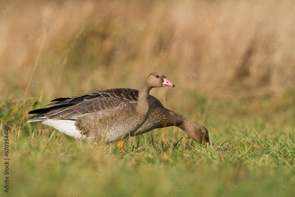 Bird goose - Anser fabalis Bean Goose migratory bird resting in Poland Europe, autumn Bird goose - Anser fabalis Bean Goose migratory bird resting in Poland Europe, autumn