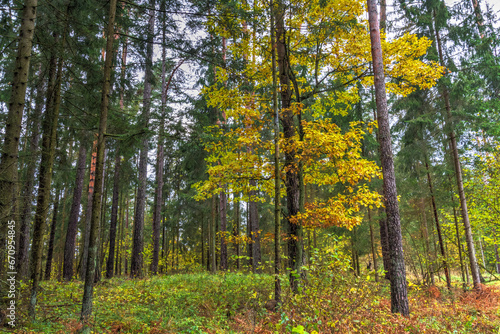 landscape old primeval forest Knyszynska Forest, east north part Poland Europe autumn time
