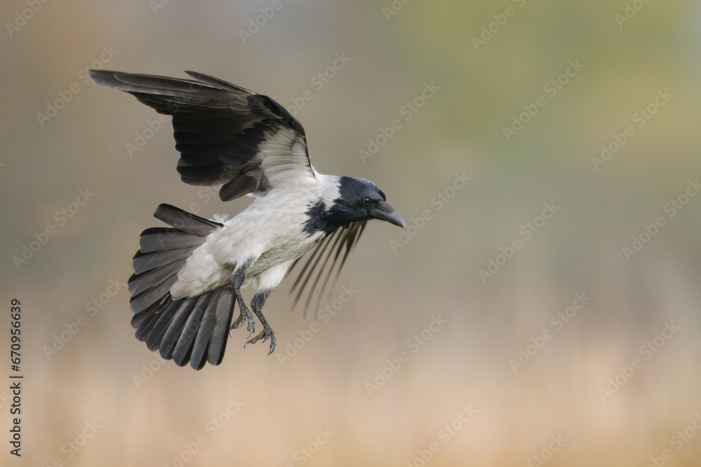 flying Bird - Hooded crow Corvus cornix in amazing warm background Poland Europe flying Bird - Hooded crow Corvus cornix in amazing warm background Poland Europe