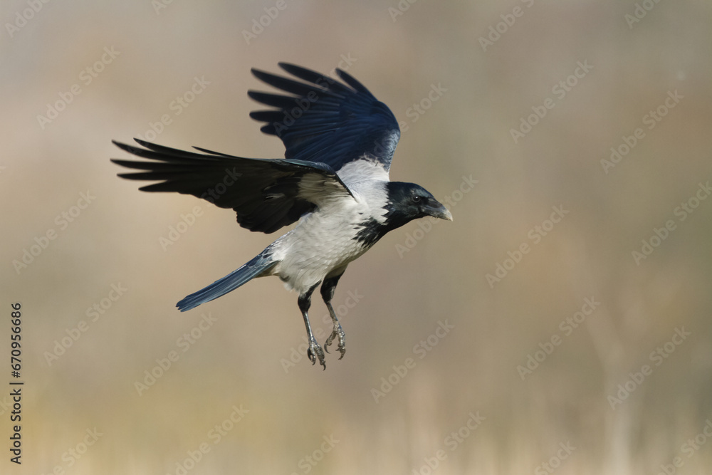 Obraz premium flying Bird - Hooded crow Corvus cornix in amazing warm background Poland Europe