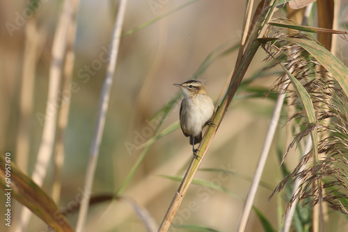 An adult sedge warbler in winter plumage shot in soft morning light sitting on reed branches. Close-up detailed photo