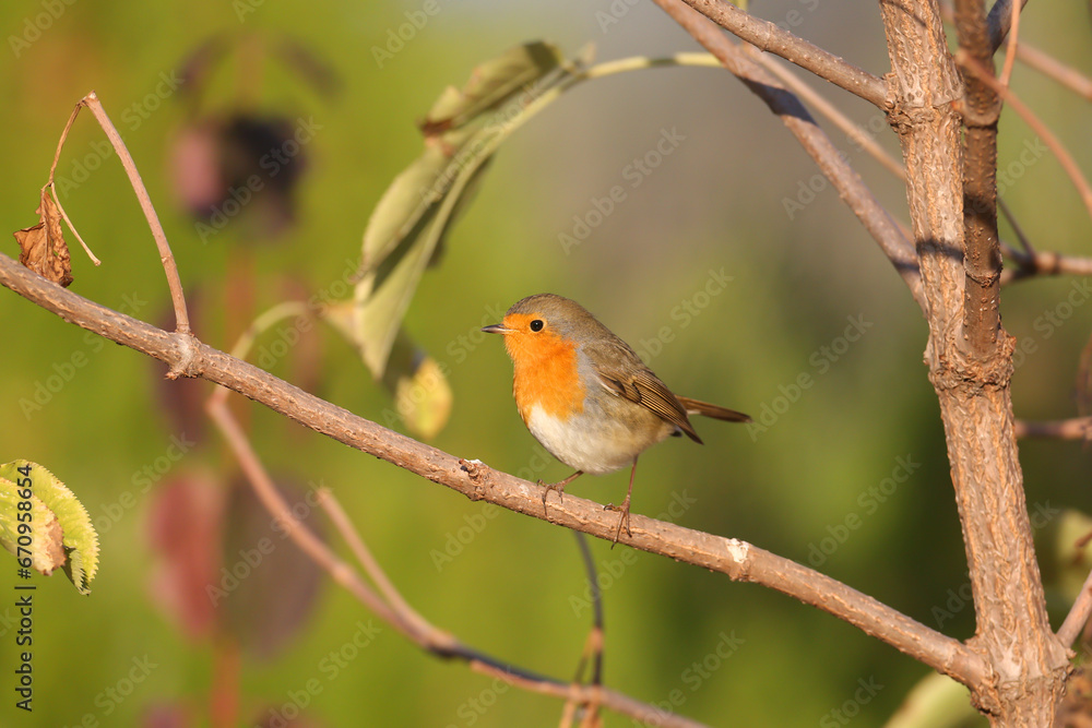 Close-up shot of an adult European robin (Erithacus rubecula) sitting on a branch against a blurred background and in the soft morning light Close-up shot of an adult European robin (Erithacus rubecula) sitting on a branch against a blurred background and in the soft morning light