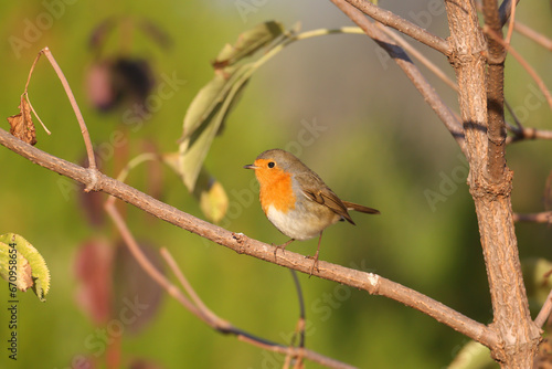 Close-up shot of an adult European robin (Erithacus rubecula) sitting on a branch against a blurred background and in the soft morning light