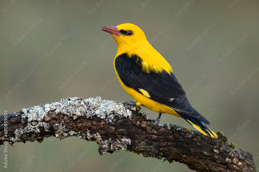 Fototapeta premium Golden oriole male in one of his favorite perches in his breeding territory with the last light of a day with clear spring clouds