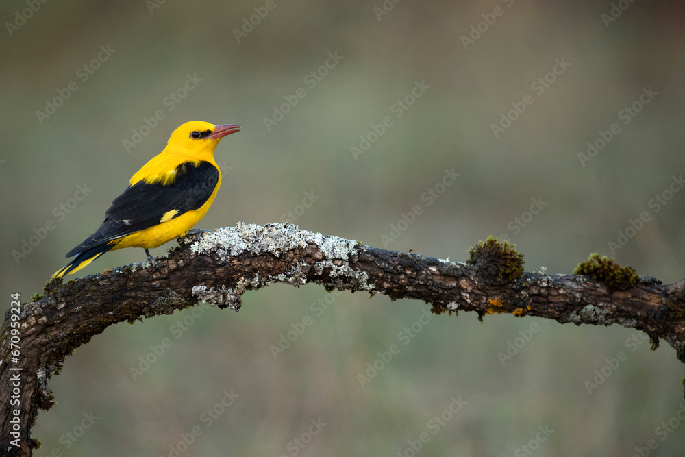 Male Golden oriole in the last light of a rainy spring afternoon in a riverside forest Male Golden oriole in the last light of a rainy spring afternoon in a riverside forest