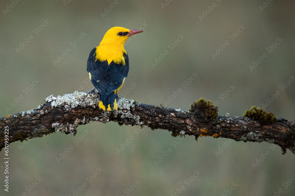 Golden oriole male in one of his favorite perches in his breeding territory with the last light of a day with clear spring clouds Golden oriole male in one of his favorite perches in his breeding territory with the last light of a day with clear spring clouds