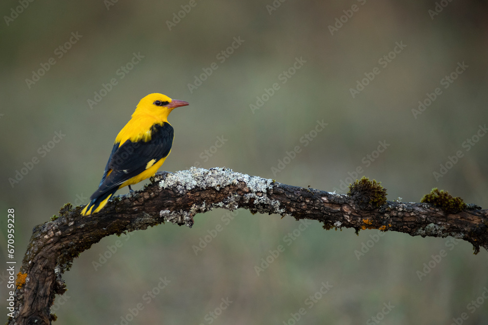 Fototapeta premium Golden oriole male on a spring day with clouds and clearings in a riverside forest with the first morning lights
