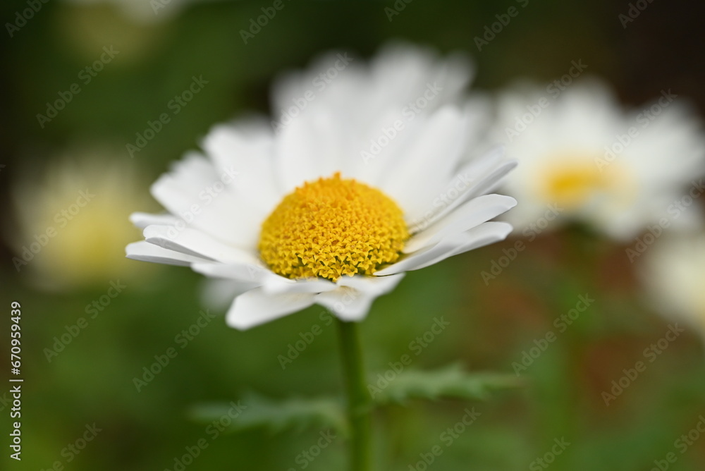 Obraz premium 可愛く咲くマーガレットのアップ