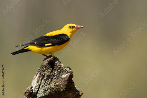 Golden oriole male on a spring day with clouds and clearings in a riverside forest with the first morning lights photo