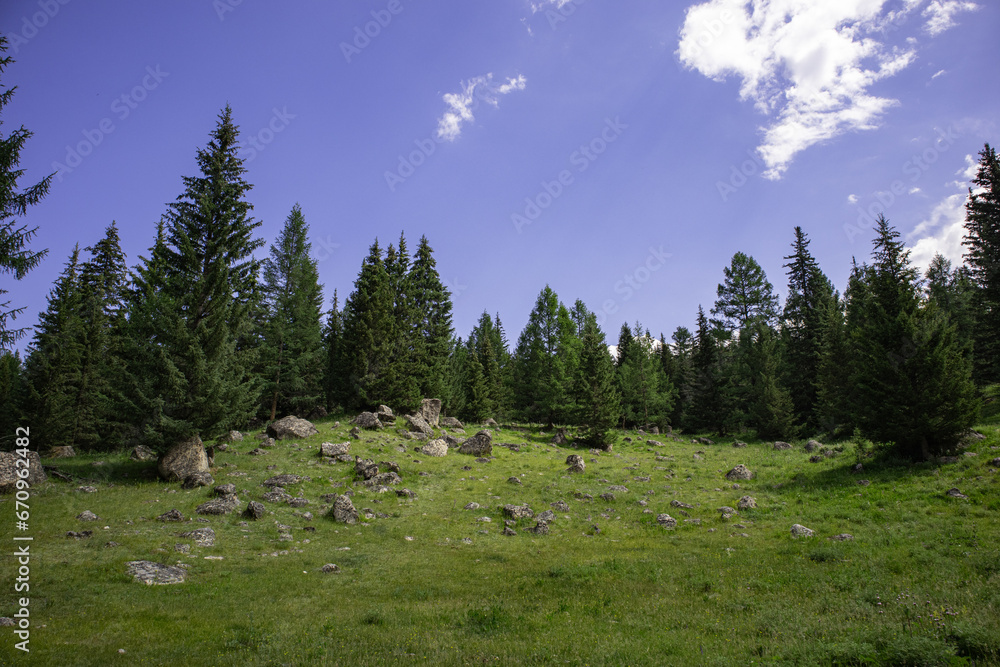 Summer panoramic mountain landscape with coniferous forest on a sunny day.