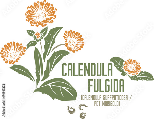 Calendula suffruticosa subsp. fulgida, Pot marigold herb in color vector silhouette. Medicinal Calendula fulgida plant. Set of Calendula flowers, seeds in color image. Medicinal herbs color drawing