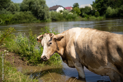 cows bathe in the river near the village in hot summer © Tsyb Oleh