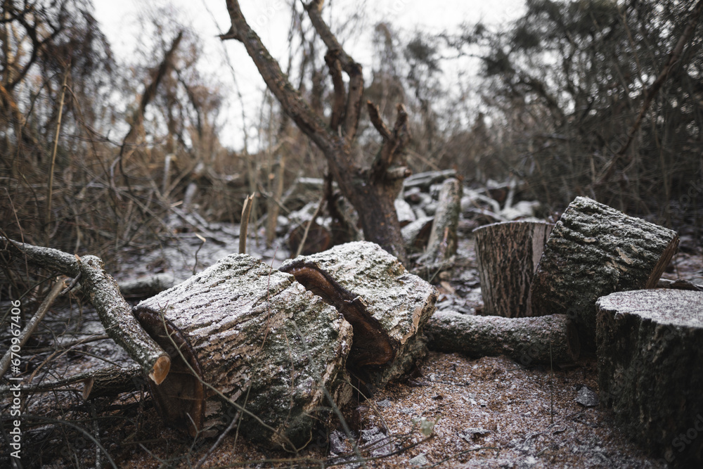 many cut trees in the forest for firewood many cut trees in the forest for firewood