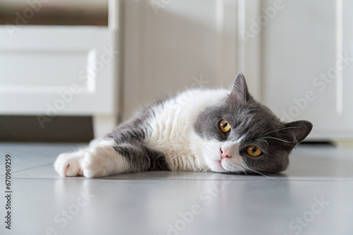 British shorthair cat lying on the floor © chendongshan
