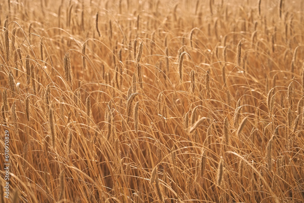 Golden Sunset Over a Bountiful Wheat Field. Rural Farming Scenery Bathed in Shining Sunlight Abundant Harvest. Stunning Wheat Field Landscape at Sunset Rural Farming Scenery under Shining Sun Golden Sunset Over a Bountiful Wheat Field. Rural Farming Scenery Bathed in Shining Sunlight Abundant Harvest. Stunning Wheat Field Landscape at Sunset Rural Farming Scenery under Shining Sun