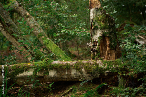 A fallen tree covered in moss. Discovering wet forest. Rainforest.