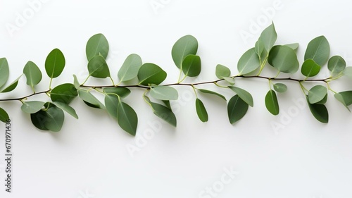 Eucalyptus leaves on white background