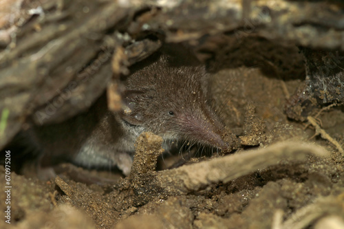 Closeup on the greater white -toothed shrew, Crocidura russula hiding under a log