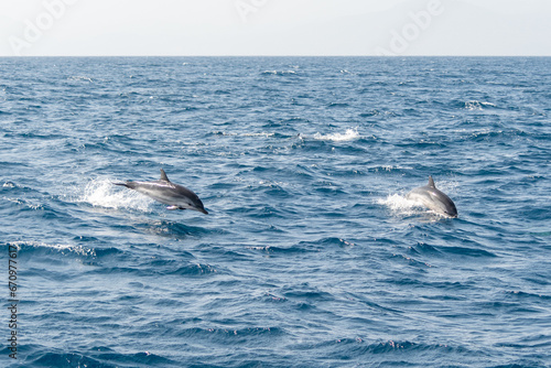 Wale in der Straße von Gibraltar