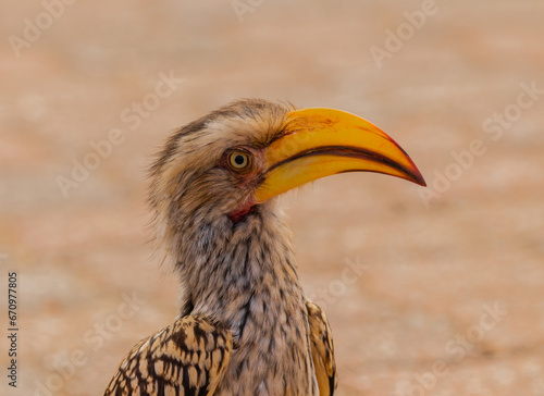 Southern yellow hornbill close-up at Sabie rest camp in Kruger National Park.