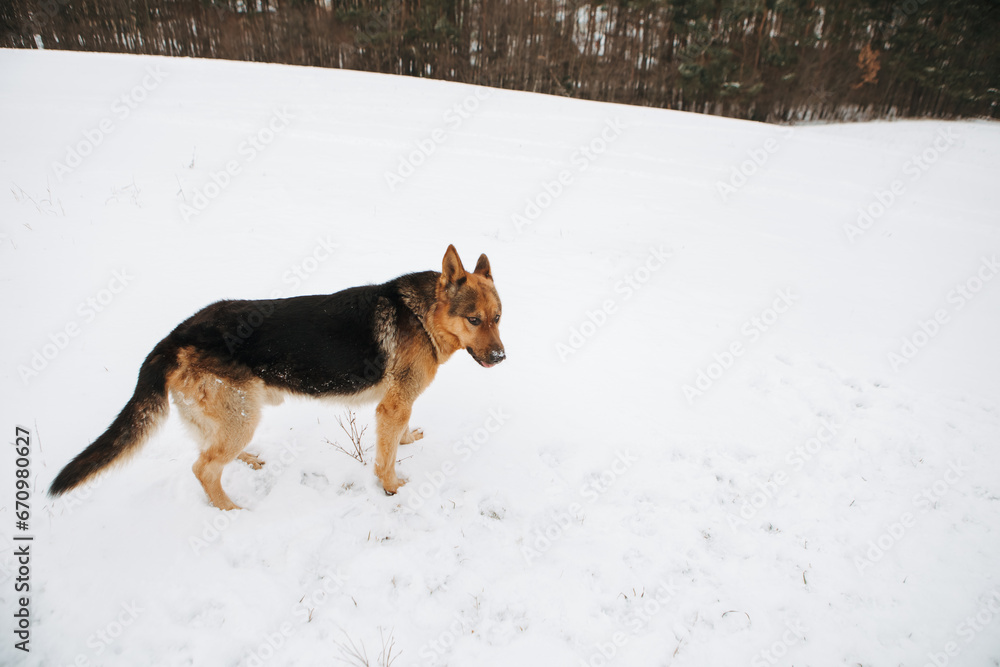Dog German Shepherd in winter field forest, running playing with snow, training the animal in harsh conditions, wind blowing. Christmas Time, New Year


