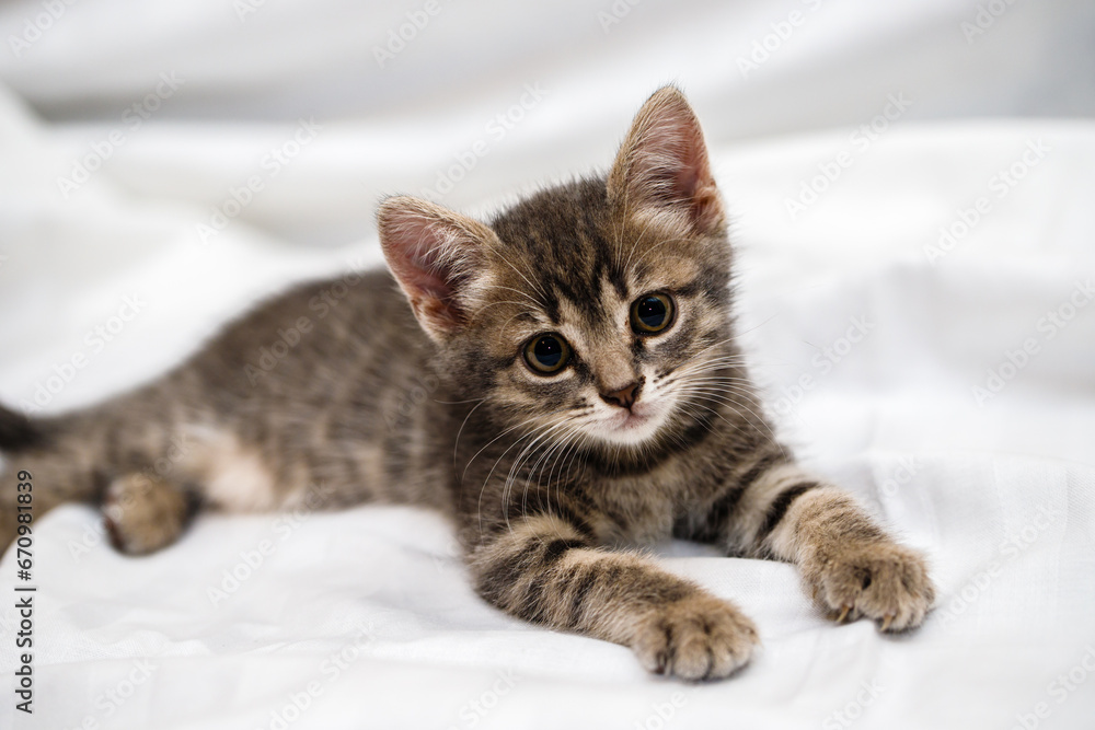 A small tabby kitten lies in a white fabric with folds.