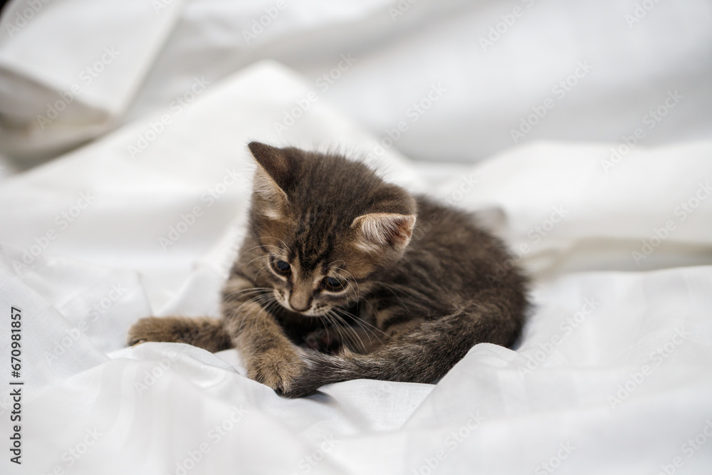 A small tabby kitten lies in a white fabric with folds. A small tabby kitten lies in a white fabric with folds.