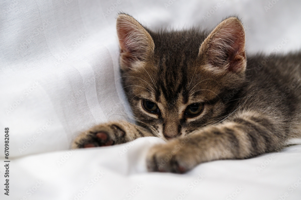A small tabby kitten lies in a white fabric with folds. A small tabby kitten lies in a white fabric with folds.