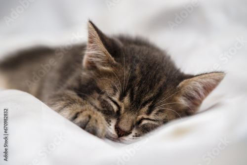 a small tabby kitten lies in a white fabric with folds and sleeps. pet rest.