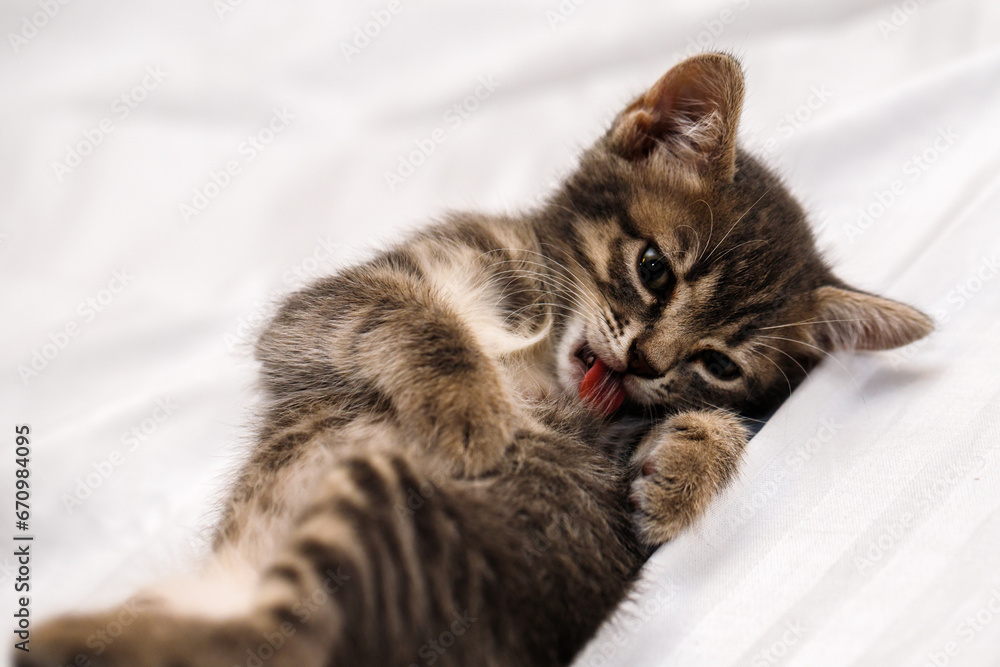 A small tabby kitten lies in a white fabric with folds.