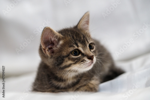 A small tabby kitten lies in a white fabric with folds.