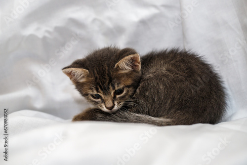 A small tabby kitten lies in a white fabric with folds.