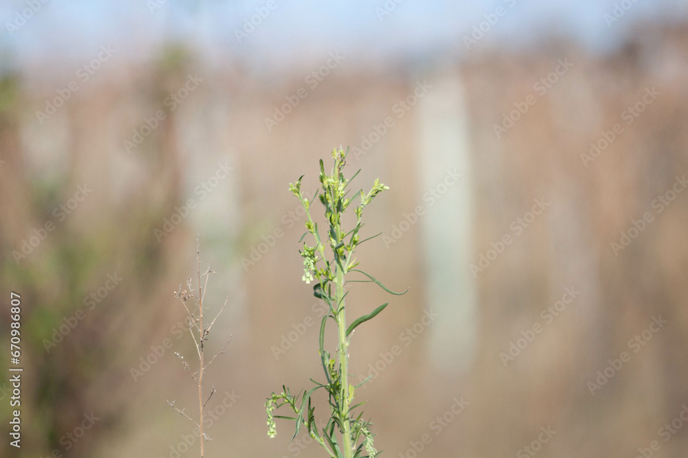 Plant with unfocused background Plant with unfocused background