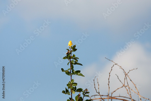 Plant with unfocused background