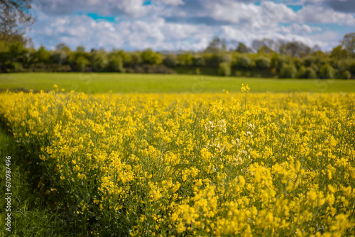 A field full of rapeseed flowers. Beautiful landscape with white clouds on a blue sky during spring season. Brassica napus plant cultivated on the British field in a sunny day © badescu